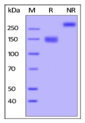 Human VEGFR3, Fc Tag on SDS-PAGE under reducing (R) and non-reducing (NR) conditions. The gel was stained overnight with Coomassie Blue. The purity of the protein is greater than 95%.
